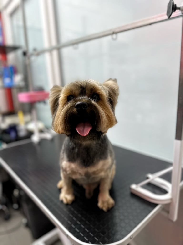 Гладкий йорк з короткою шерстю на корпусі сидить на чистому чорному столі для грумінгу