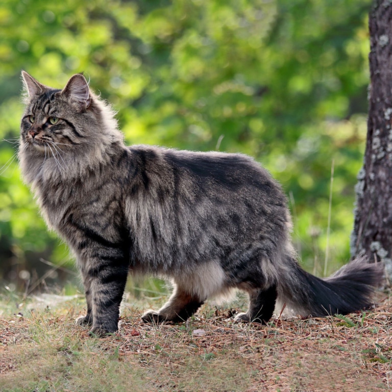 Чорно-сірий кіт з довгою шерстю стоїть на сухій траві поруч з деревом