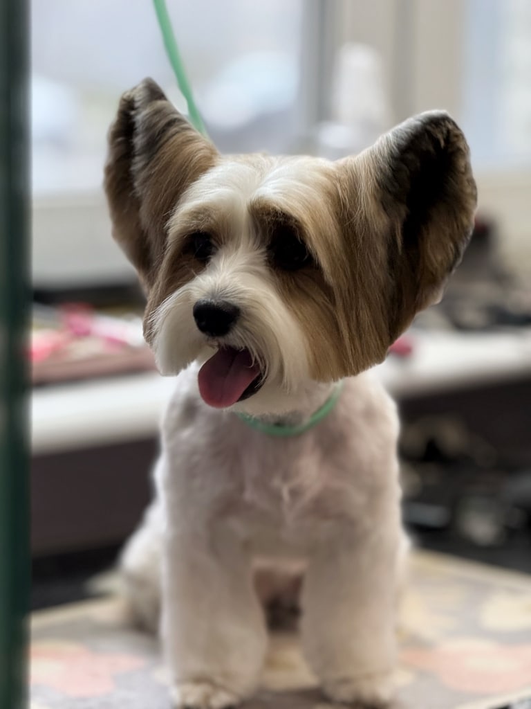 Бівер-йорк з довгою коричневою шерстю на вушках має біле забарвлення по всьому тулубу