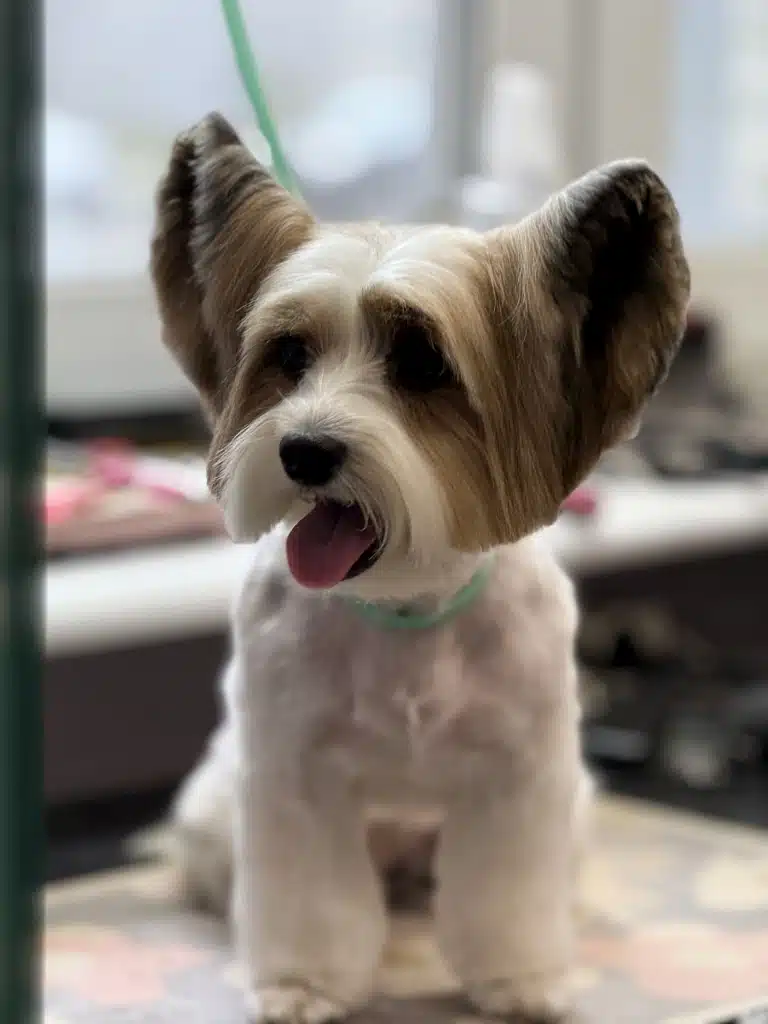 Бівер-йорк з довгою коричневою шерстю на вушках має біле забарвлення по всьому тулубу