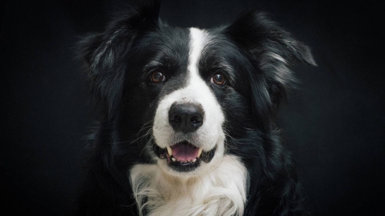 Чорний пес з коричневими очима має білу смужку шерсті вздовж голови та грудки