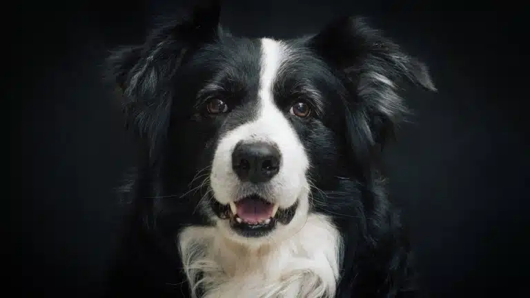 Чорний пес з коричневими очима має білу смужку шерсті вздовж голови та грудки