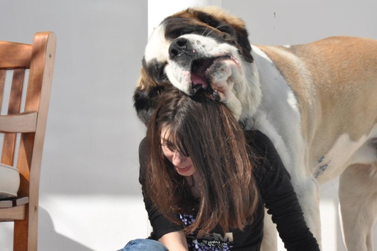 Голова дівчини стала подушкою для великого сенбернара