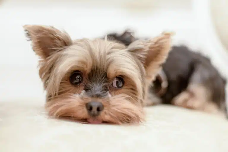 Йорк з вистриженою шерстю між очима поклав голову на чисту ковдру