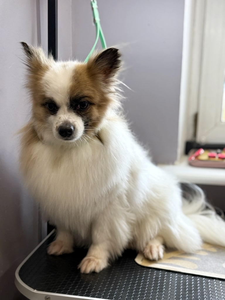 Білий довгошерстий собака з коричневими ділянками шерсті по боках голови сів ближче до сірої стіни грумерської