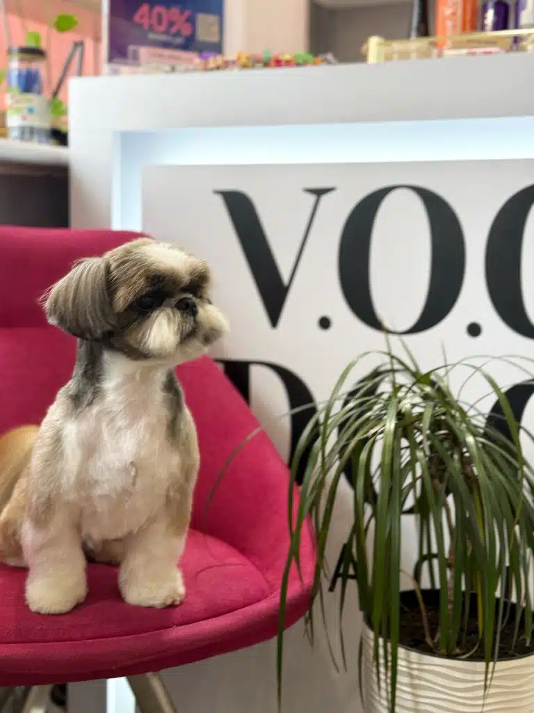 Ши-цу на рожевому стільці дивиться поверх зеленого вазона