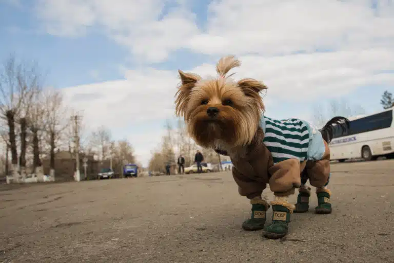Йорк з топ кнотом вдягнутий у комбінезон та взуття для прогулянок