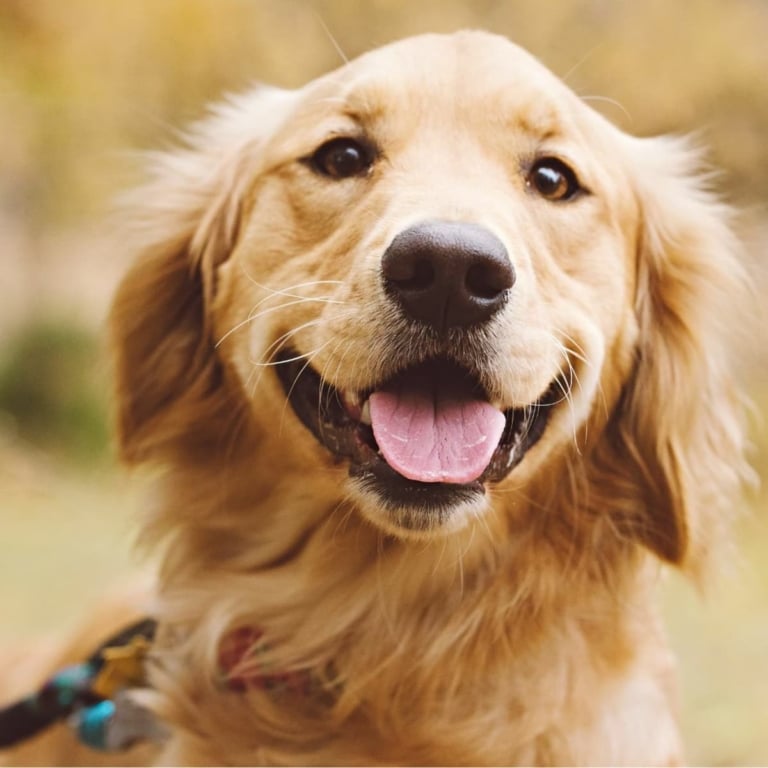 Золотистий ретривер має на язиці вертикальні складки
