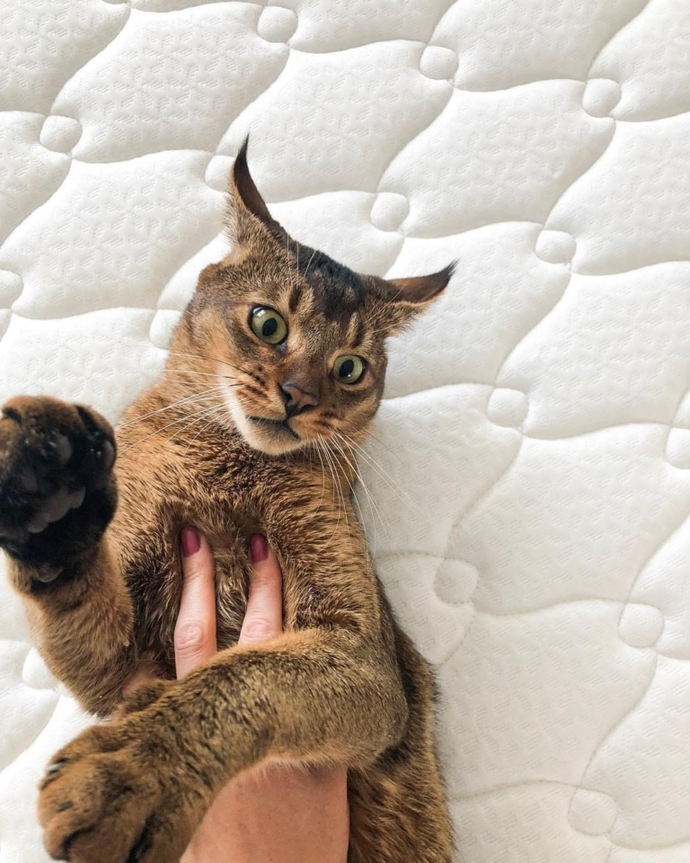 Жінка рука з вишневим манікюром притисла короткошерстого кота до білого матраца