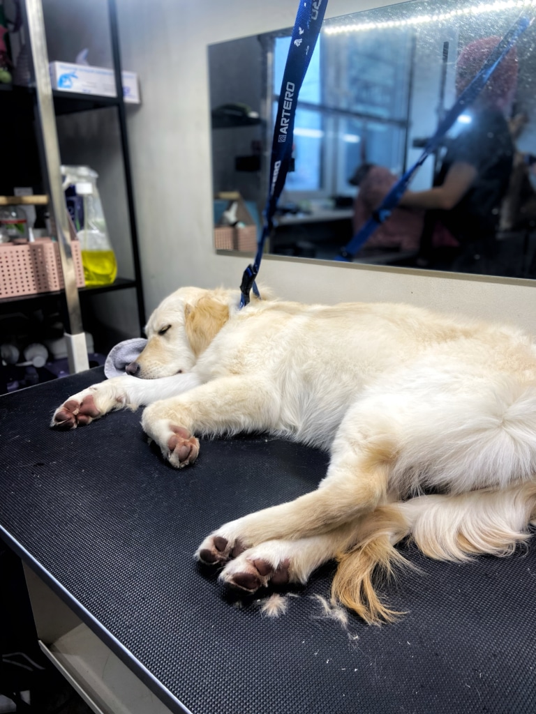 Ретривер заснув на столі, поклавши голову на сірий рушник