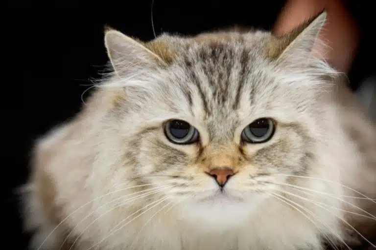 Довгошерстий кіт з сірими очима має п'ять чорних смуг на голові