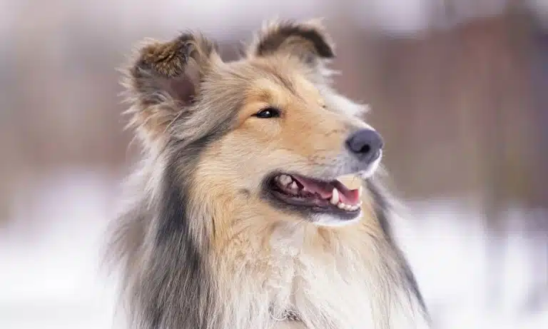 Коллі з маленькими очима злегка відкрив пащу на морозному повітрі