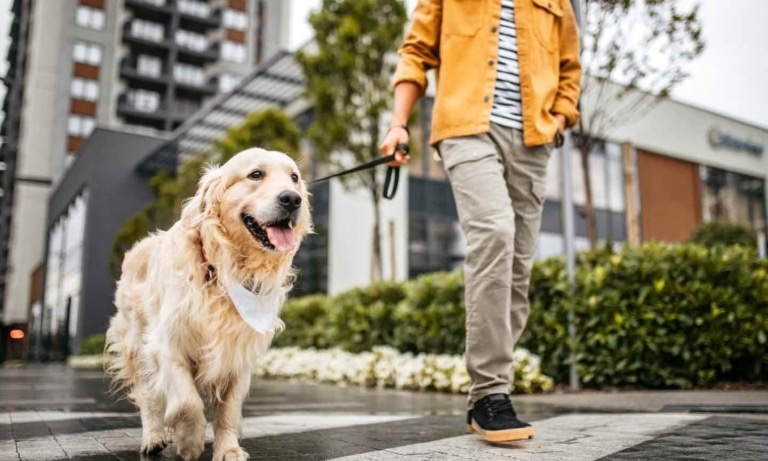 Чоловік у жовтій джинсовій куртці йде по вологому асфальту разом з золотистим ретривером
