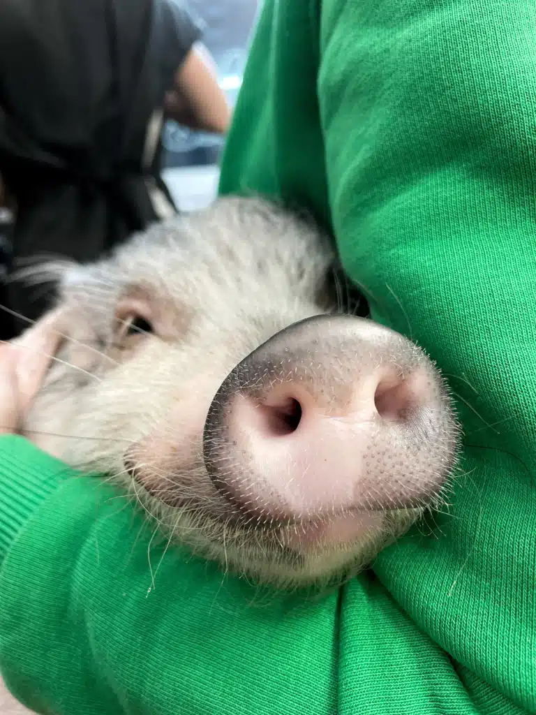 Людина в зеленому худі притисла до себе чистого міні-піга