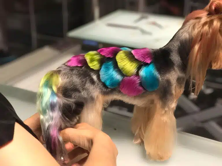 Грумер на спині йорка зробив кольорову луску за допомогою ножиць та фарб