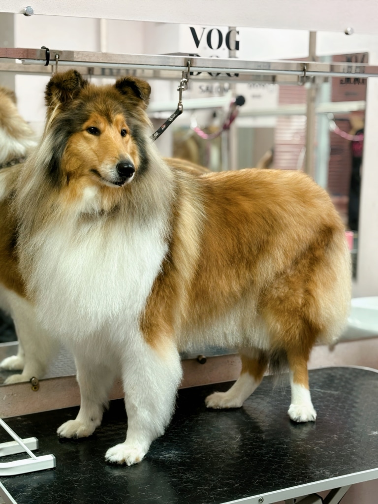 Шерсть коллі підстрижено по низу для полегшення домашнього догляду