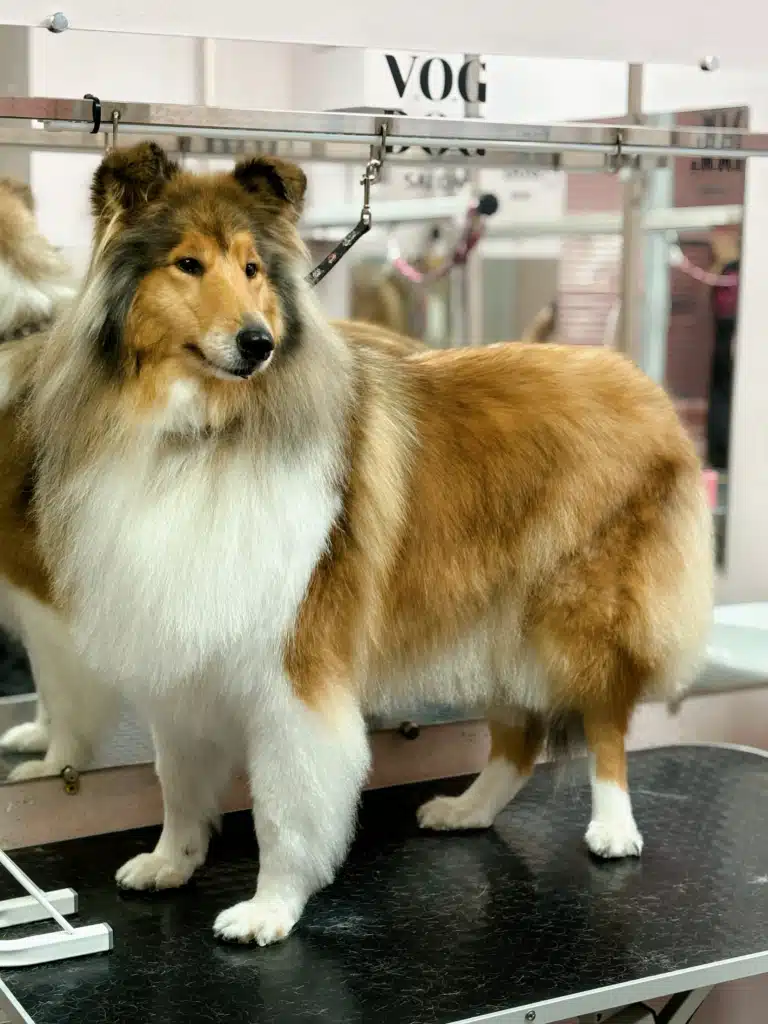 Шерсть коллі підстрижено по низу для полегшення домашнього догляду