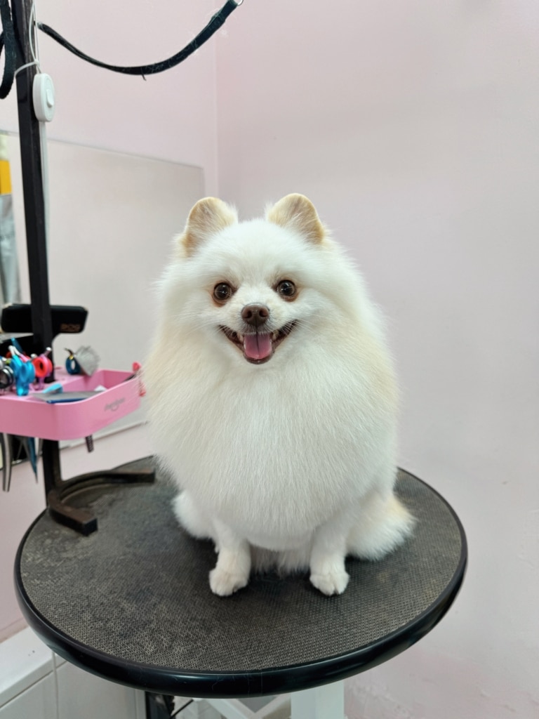 Білий шпіц зайняв майже всю площу круглого столика під час стрижки