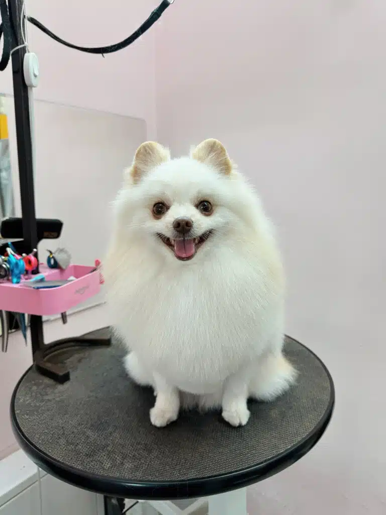 Білий шпіц зайняв майже всю площу круглого столика під час стрижки