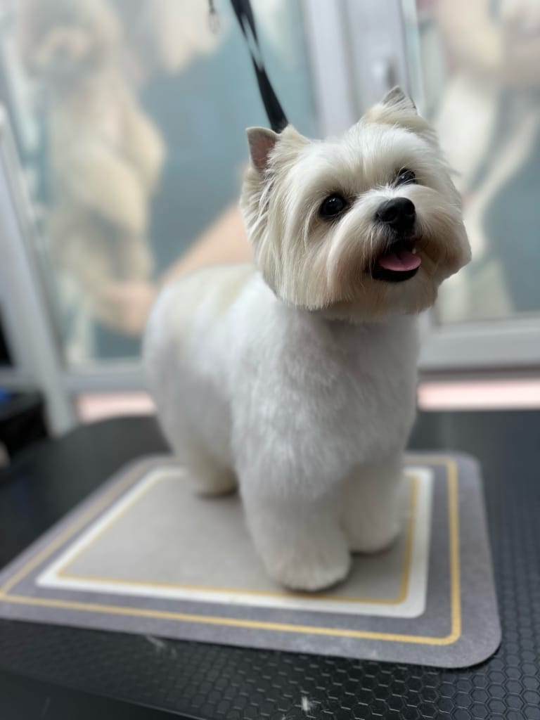 Пухнастий бівер-йорк має квадратну мордочку та забриті трикутники вушок