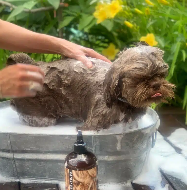Коричневий собака стоїть у залізному тазику, повному піни від змиття шампуню