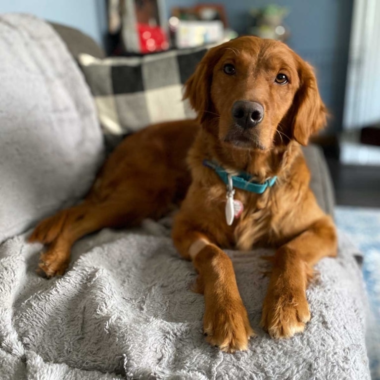 Собака насиченого коричневого кольору лежить на сірому дивані у бірюзовому нашийнику