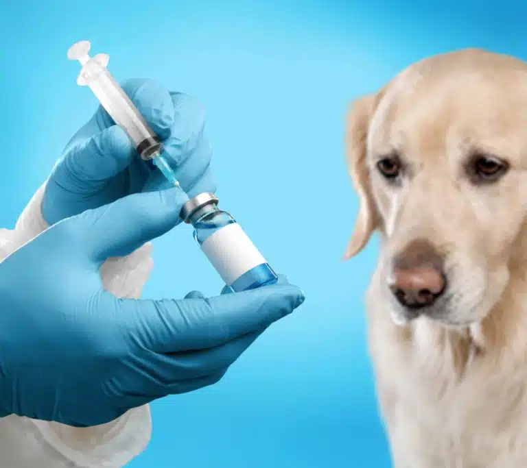 Ветеринар в блакитних рукавичках набирає препарат в шприц для подальшої ін'єкції лабрадору