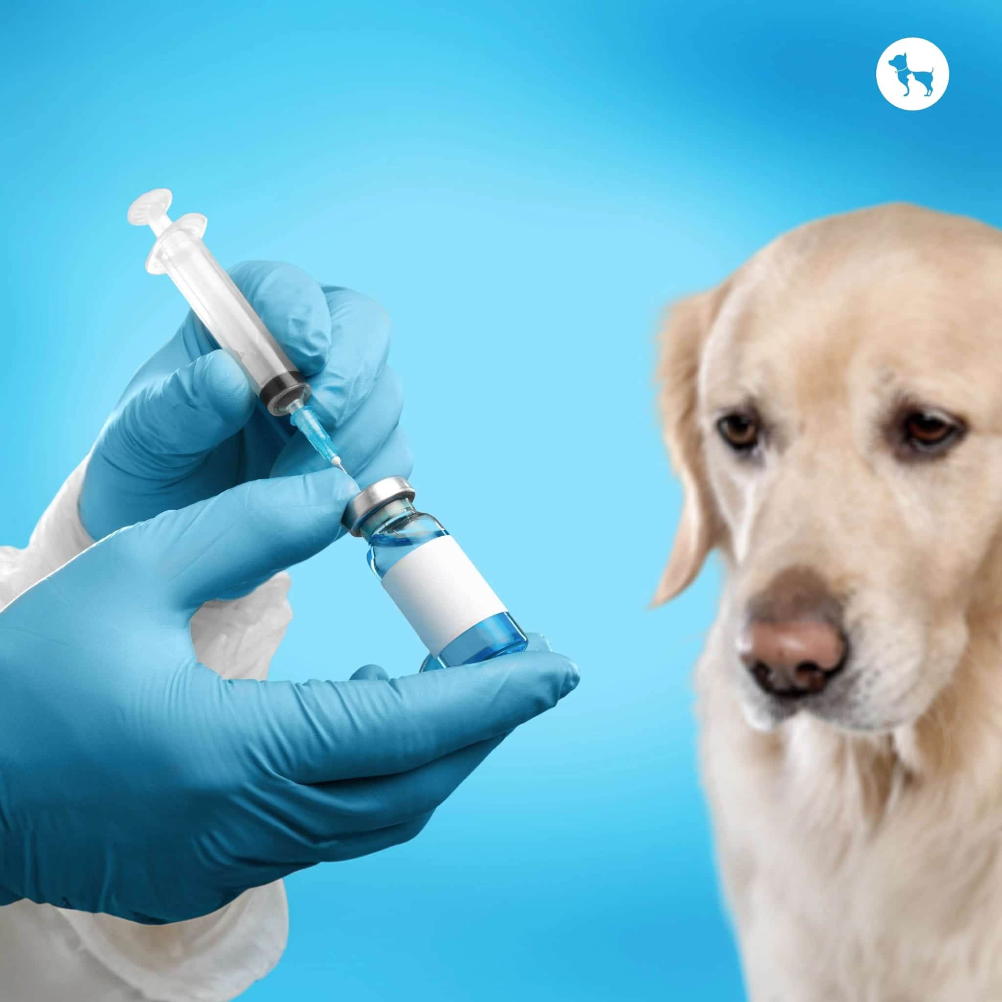 benefits of b12 injections for dogs Injection Benefits: Energy, Mood, Metabolism lypolyt Vetmec Multi Plus B12 Packages:10 Pack