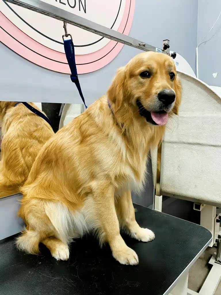 Золотистий ретривер притулився до невеликого дзеркала спиною, стоячи на столі біля ванної