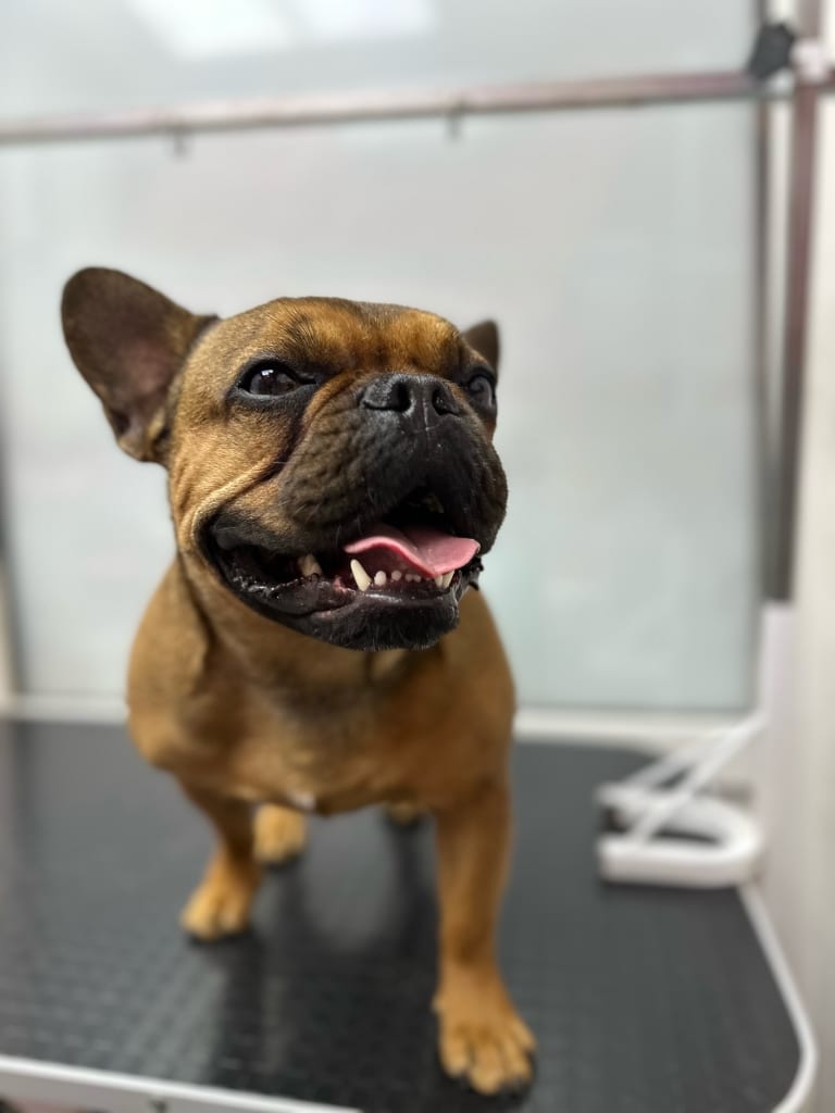 Бульдог сперся лівою передньою лапою на стіл