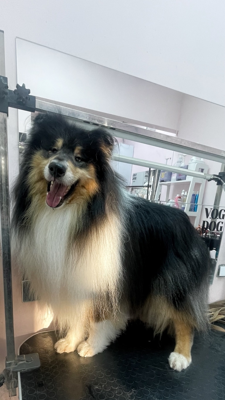 Сонячні промені потрапили на шерсть доглянутого коллі у грумерській салону