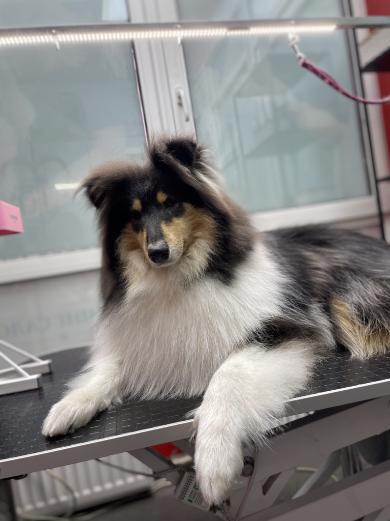 Коллі звісив ліву передню лапу зі столу демонструючи виконану грумером окантовку