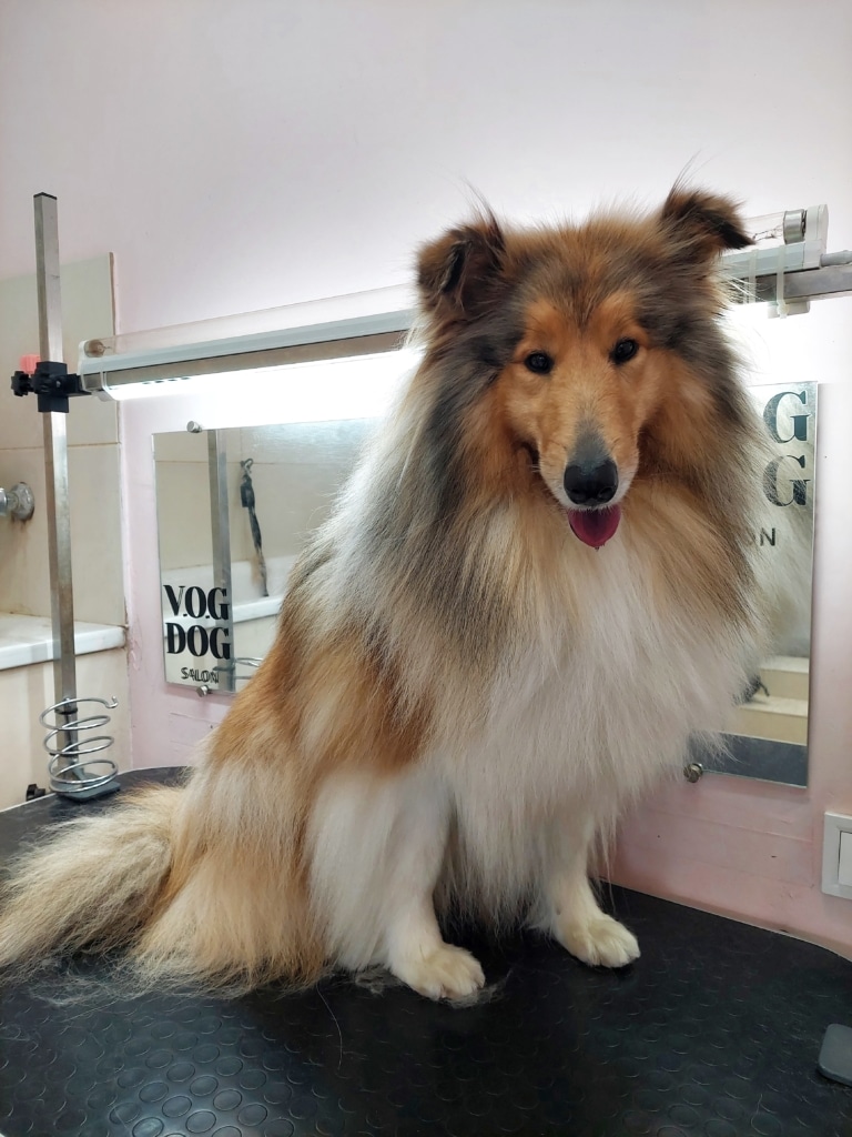 Коллі з густою та довгою шерстю сидить на столі під світлом довгої вузької лампи