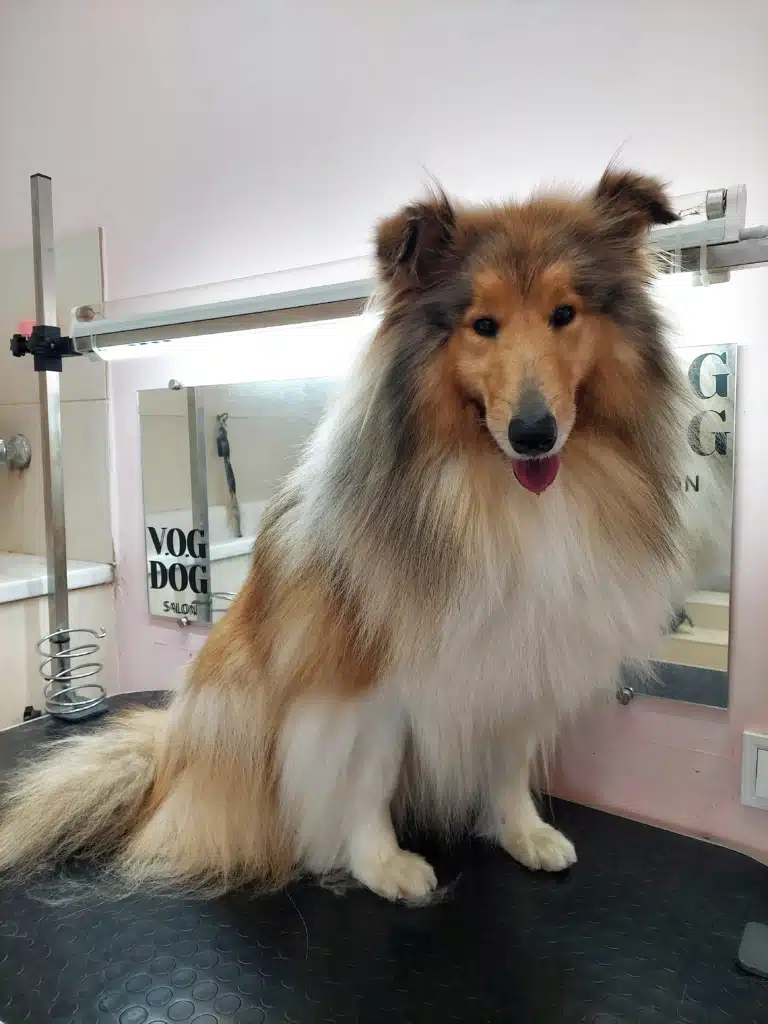 Коллі з густою та довгою шерстю сидить на столі під світлом довгої вузької лампи