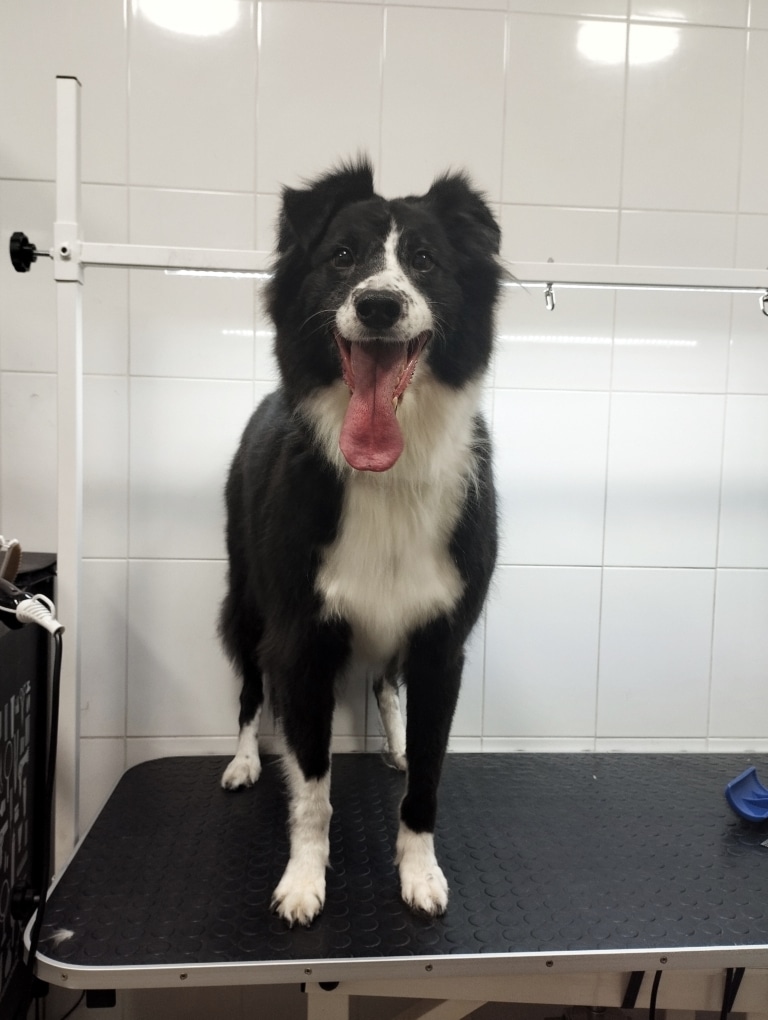 Бордер-коллі чорно-білого забарвлення має білі шкарпетки з шерсті та дуже довгого язика