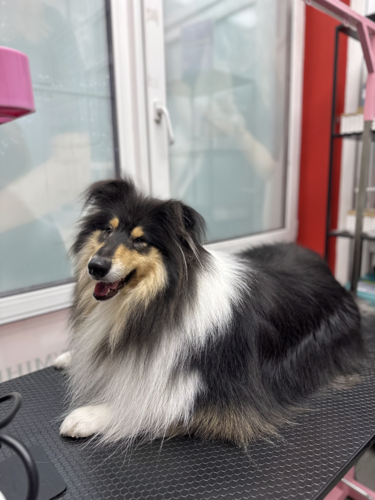 Щасливий коллі після грумінгу має чисту, вкладену шерсть без зайвого підшерстя