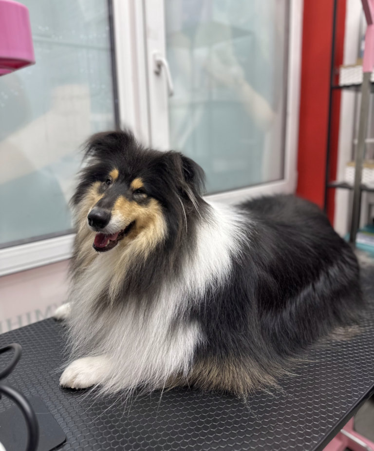 Щасливий коллі після грумінгу має чисту, вкладену шерсть без зайвого підшерстя