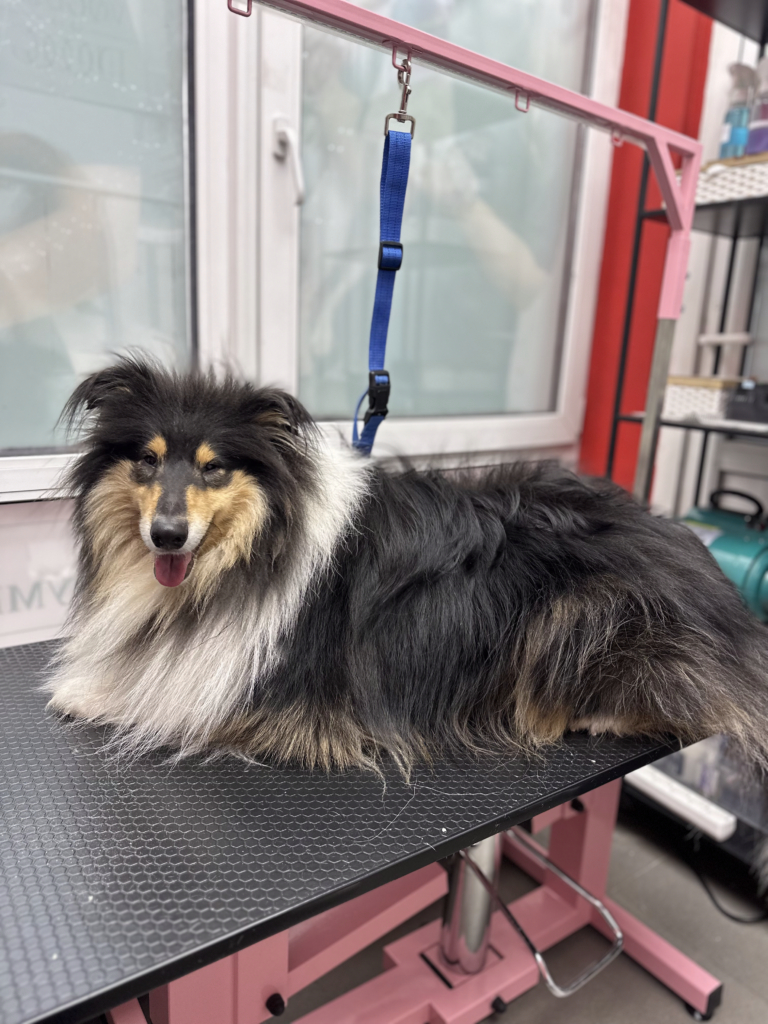 Коллі з забитим підшерстям лежить на столі в очікуванні вичісування