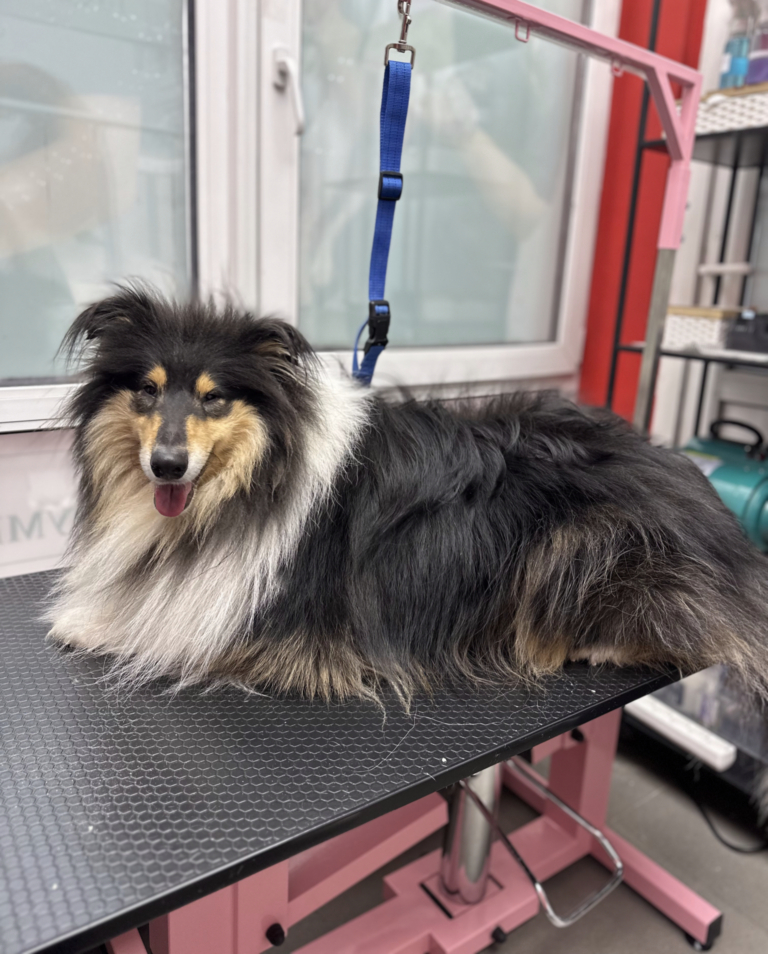 Коллі з забитим підшерстям лежить на столі в очікуванні вичісування