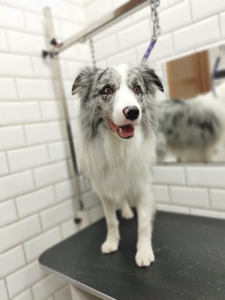 Коллі з забарвленням шерсті "мерль" має рожеву плямку на чорному носі