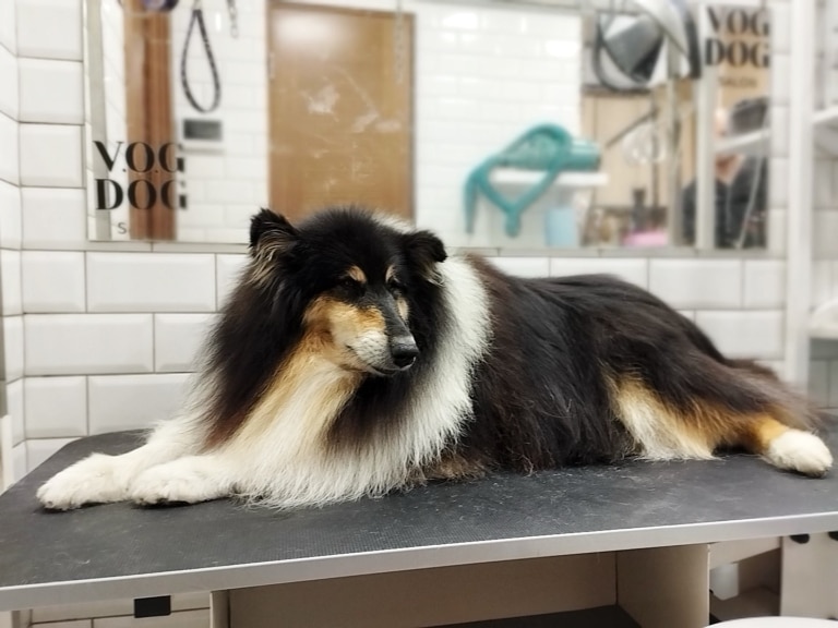 Коллі зайняв всю площу грумерського стола, за яким буде працювати майстер