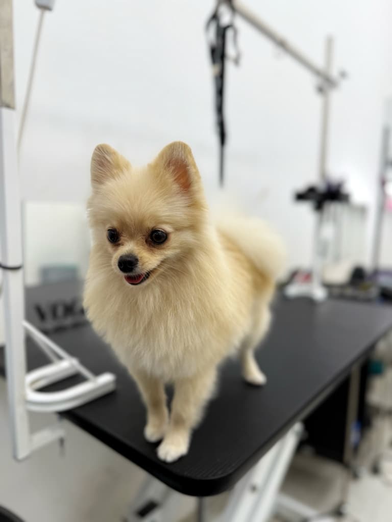 Рудий шпіц з короткою стрижкою схожий на лисицю завдяки широким округлим вушкам