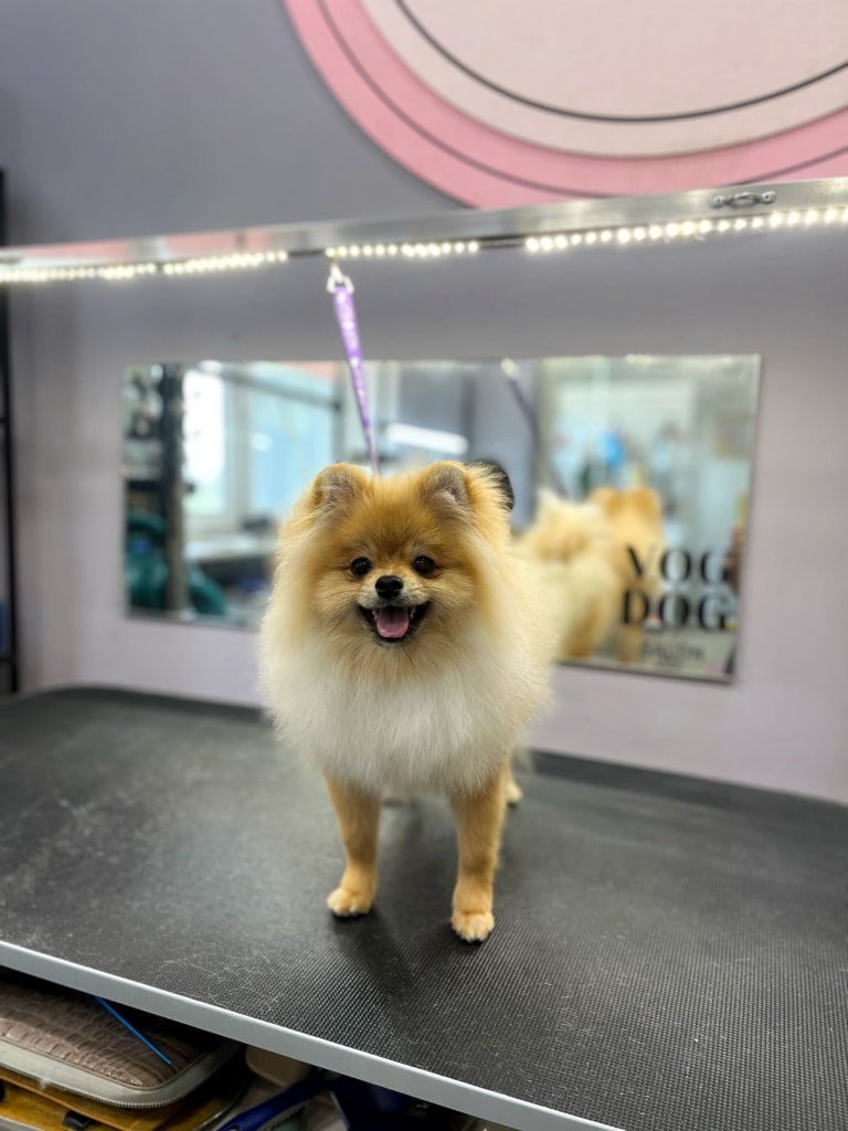 Рудий шпіц на фіолетовій ринговці має довгі лапки з коротенькою шерстю