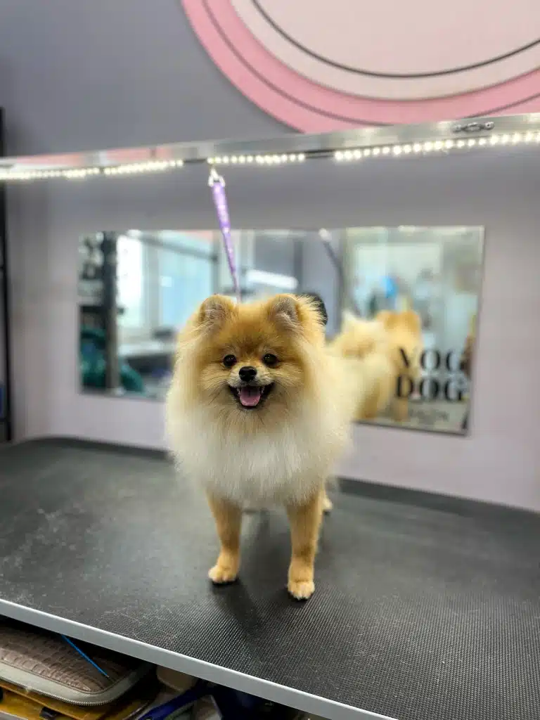 Рудий шпіц на фіолетовій ринговці має довгі лапки з коротенькою шерстю