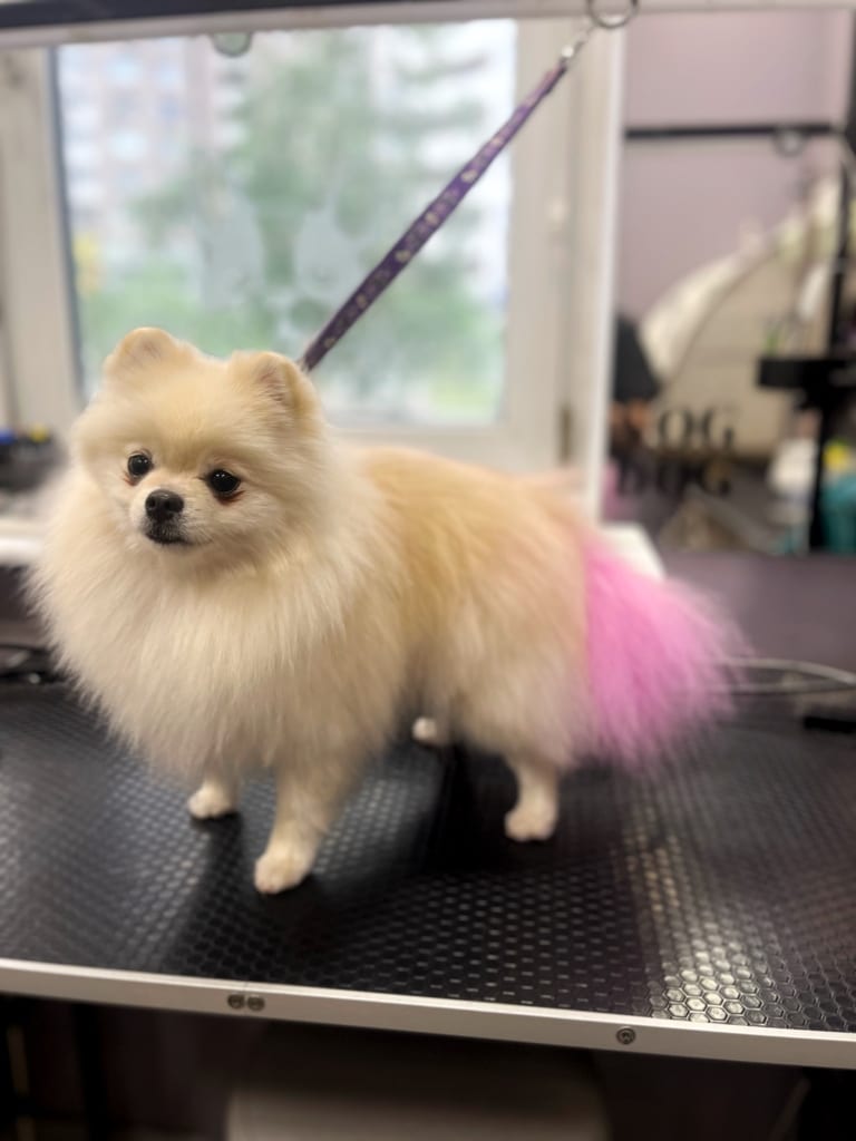 Кремовий шпіц має хвостик блідого рожевого кольору, що опущений вниз