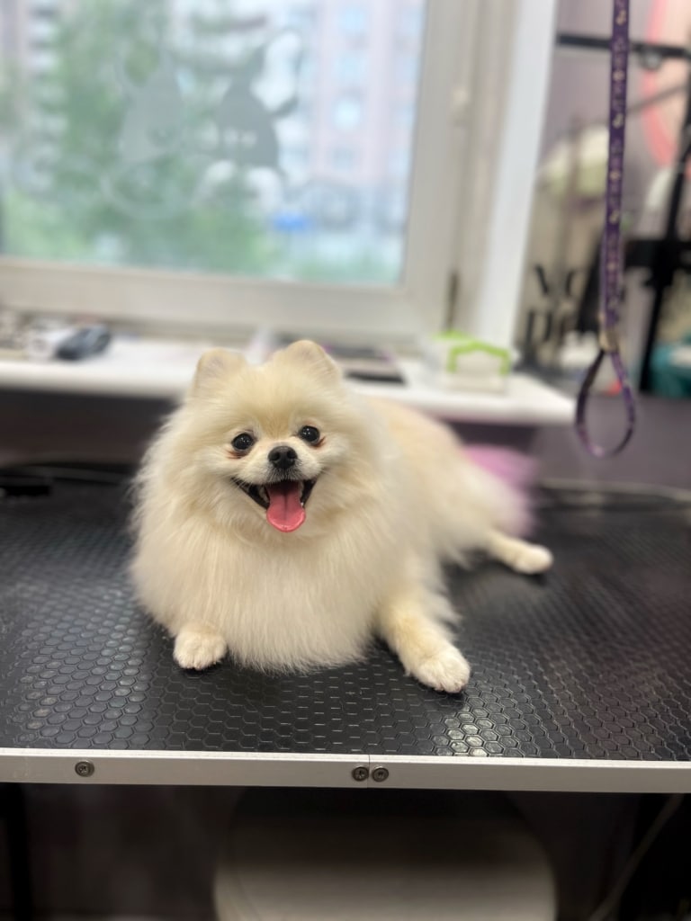 Щасливий шпіц має чисту білу шерсть, яку грумер старанно підстриг