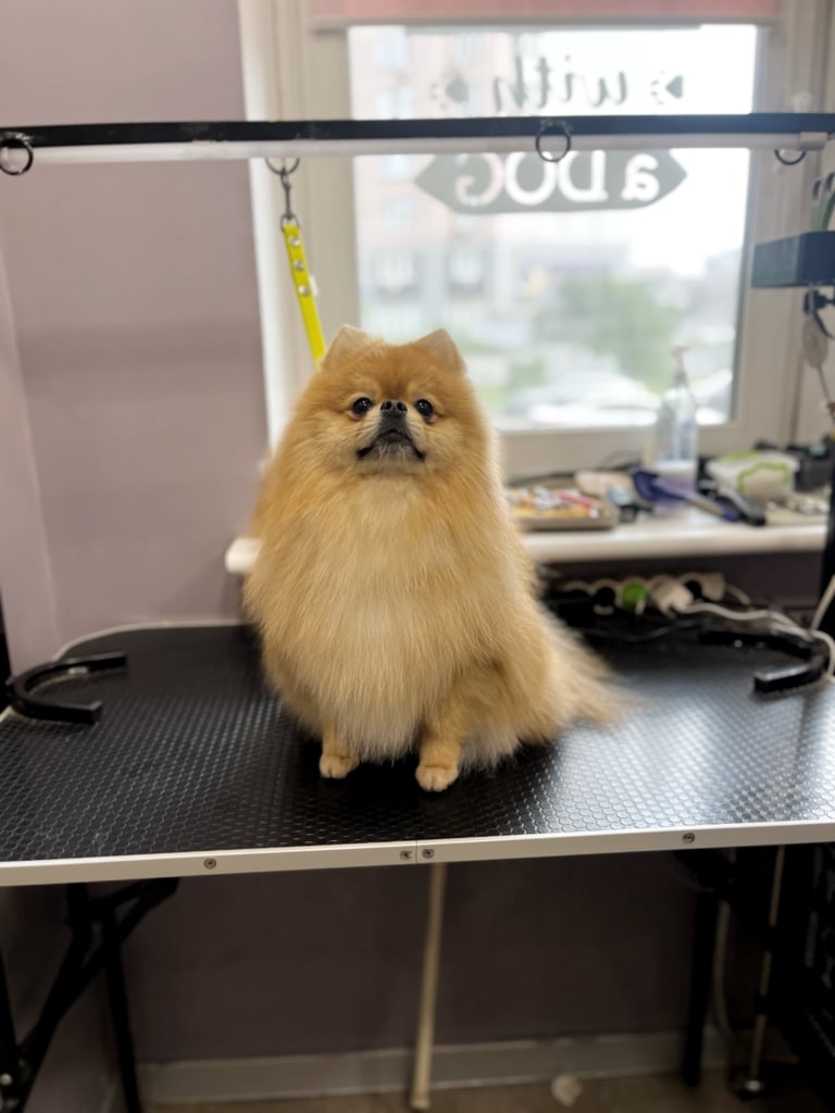 Рудий шпіц задер голову, аж видно початок та кінець чорної лінії рота