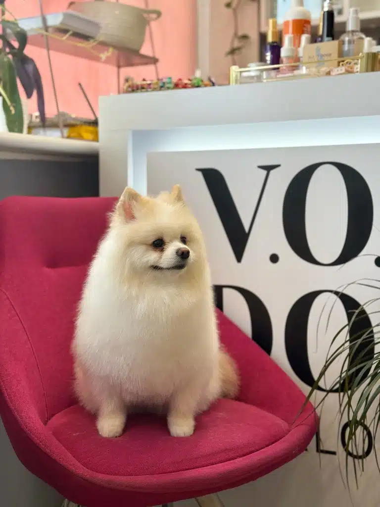 Кремовий шпіц на рожевому кріслі готовий зустрічати всіх біля стійки адміністратора