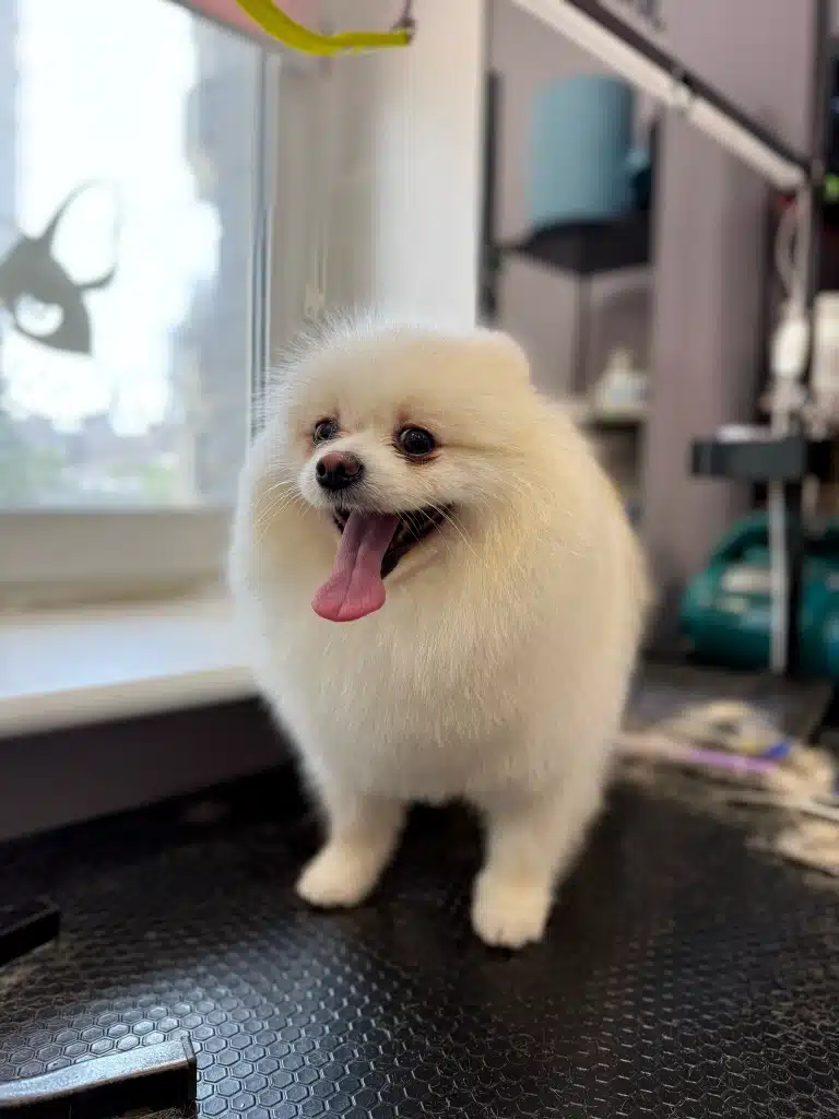 У кремового шпіца вух не видно, а рожевий язик звисає на всю довжину