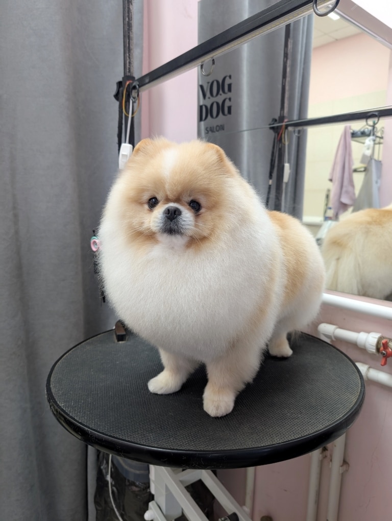 Білий шпіц має світло-руді ділянки шерсті на голові та спині, які мають плавний перехід